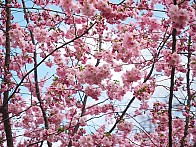 [ 일 본 ] 후쿠오카 벚꽃 축제