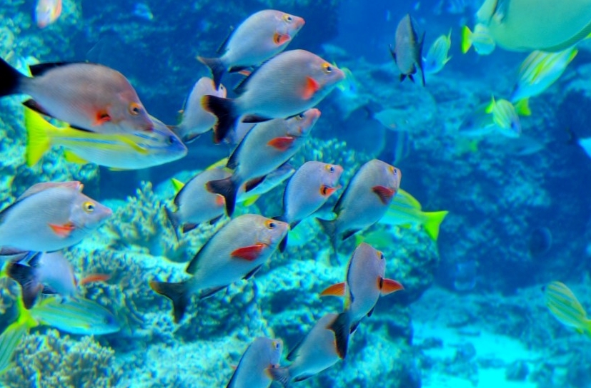 『 장애 / 노약자 』 추천 코스 【 오 키 나 와 】  장애 / 노약자 투어를 위한 인프라 구축 《 3박 4일 》