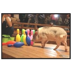 돼지박물관 (이천)