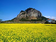 아름다운 【 제 주 도 】 맞춤 힐링 투어