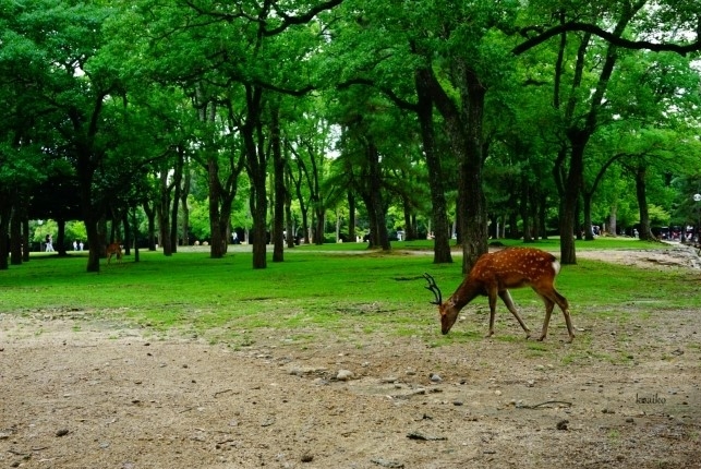 [ 휠체어 투어 ]  『 오사카 / 교토 / 나라 』 ｛휠체어로도 투어 가능한 코스 구성｝《 2박 3일 》