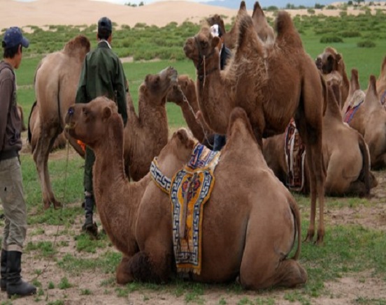 【 몽 골 】 다양한 현지 유목민 체험 및 탐방 ( 산악 승마, 유목민 게르 숙박 등 )  《 4박 5일 》